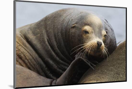 California Sea Lion Resting-Ken Archer-Mounted Photographic Print