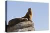 California Sea Lion (Zalophus Californianus), Los Islotes, Baja California Sur, Mexico-Michael Nolan-Stretched Canvas