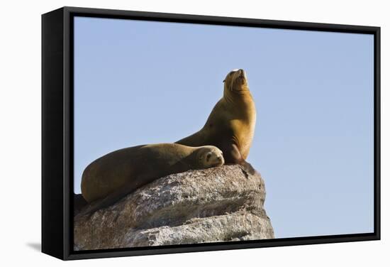 California Sea Lion (Zalophus Californianus), Los Islotes, Baja California Sur, Mexico-Michael Nolan-Framed Stretched Canvas