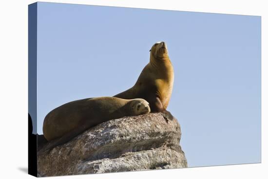 California Sea Lion (Zalophus Californianus), Los Islotes, Baja California Sur, Mexico-Michael Nolan-Stretched Canvas