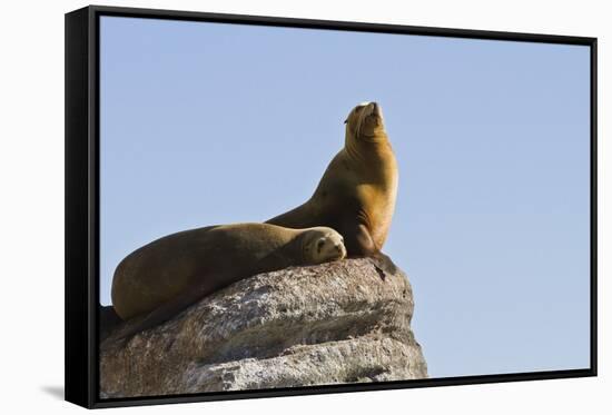 California Sea Lion (Zalophus Californianus), Los Islotes, Baja California Sur, Mexico-Michael Nolan-Framed Stretched Canvas