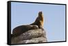 California Sea Lion (Zalophus Californianus), Los Islotes, Baja California Sur, Mexico-Michael Nolan-Framed Stretched Canvas