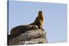 California Sea Lion (Zalophus Californianus), Los Islotes, Baja California Sur, Mexico-Michael Nolan-Stretched Canvas