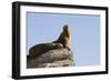 California Sea Lion (Zalophus Californianus), Los Islotes, Baja California Sur, Mexico-Michael Nolan-Framed Photographic Print