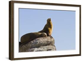 California Sea Lion (Zalophus Californianus), Los Islotes, Baja California Sur, Mexico-Michael Nolan-Framed Photographic Print