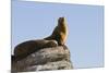 California Sea Lion (Zalophus Californianus), Los Islotes, Baja California Sur, Mexico-Michael Nolan-Mounted Photographic Print