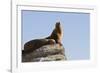 California Sea Lion (Zalophus Californianus), Los Islotes, Baja California Sur, Mexico-Michael Nolan-Framed Photographic Print