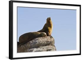 California Sea Lion (Zalophus Californianus), Los Islotes, Baja California Sur, Mexico-Michael Nolan-Framed Photographic Print