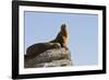 California Sea Lion (Zalophus Californianus), Los Islotes, Baja California Sur, Mexico-Michael Nolan-Framed Photographic Print