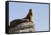 California Sea Lion (Zalophus Californianus), Los Islotes, Baja California Sur, Mexico-Michael Nolan-Framed Stretched Canvas