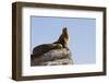 California Sea Lion (Zalophus Californianus), Los Islotes, Baja California Sur, Mexico-Michael Nolan-Framed Photographic Print