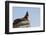 California Sea Lion (Zalophus Californianus), Los Islotes, Baja California Sur, Mexico-Michael Nolan-Framed Photographic Print