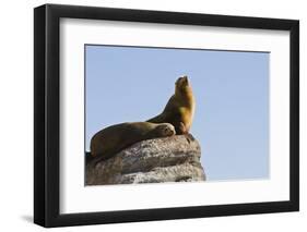 California Sea Lion (Zalophus Californianus), Los Islotes, Baja California Sur, Mexico-Michael Nolan-Framed Premium Photographic Print