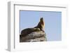 California Sea Lion (Zalophus Californianus), Los Islotes, Baja California Sur, Mexico-Michael Nolan-Framed Premium Photographic Print