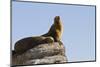 California Sea Lion (Zalophus Californianus), Los Islotes, Baja California Sur, Mexico-Michael Nolan-Mounted Premium Photographic Print