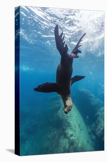 California Sea Lion (Zalophus Californianus) Underwater at Los Islotes, Baja California Sur, Mexico-Michael Nolan-Stretched Canvas