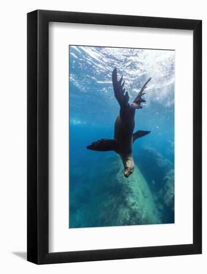 California Sea Lion (Zalophus Californianus) Underwater at Los Islotes, Baja California Sur, Mexico-Michael Nolan-Framed Photographic Print