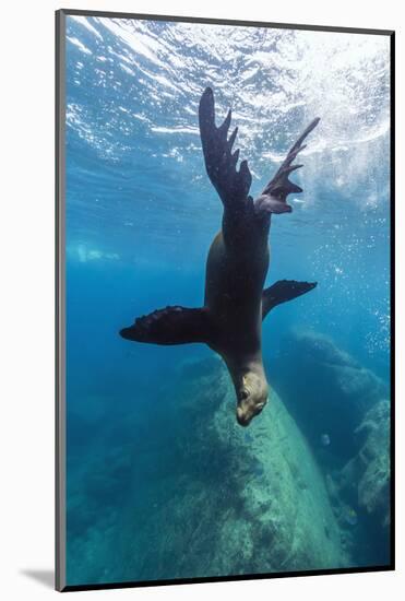 California Sea Lion (Zalophus Californianus) Underwater at Los Islotes, Baja California Sur, Mexico-Michael Nolan-Mounted Photographic Print