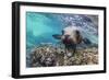 California sea lion (Zalophus californianus), underwater at Los Islotes, Baja California Sur-Michael Nolan-Framed Photographic Print