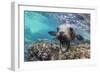 California sea lion (Zalophus californianus), underwater at Los Islotes, Baja California Sur-Michael Nolan-Framed Photographic Print