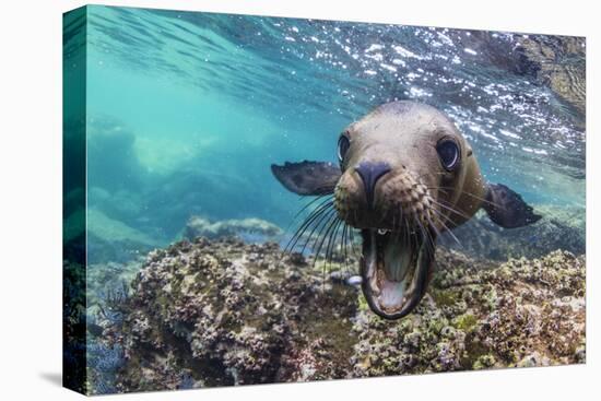 California sea lion (Zalophus californianus), underwater at Los Islotes, Baja California Sur-Michael Nolan-Stretched Canvas