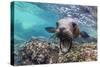 California sea lion (Zalophus californianus), underwater at Los Islotes, Baja California Sur-Michael Nolan-Stretched Canvas