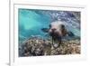 California sea lion (Zalophus californianus), underwater at Los Islotes, Baja California Sur-Michael Nolan-Framed Photographic Print