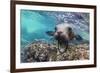 California sea lion (Zalophus californianus), underwater at Los Islotes, Baja California Sur-Michael Nolan-Framed Photographic Print