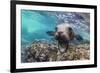 California sea lion (Zalophus californianus), underwater at Los Islotes, Baja California Sur-Michael Nolan-Framed Photographic Print