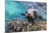 California sea lion (Zalophus californianus), underwater at Los Islotes, Baja California Sur-Michael Nolan-Mounted Photographic Print