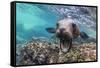 California sea lion (Zalophus californianus), underwater at Los Islotes, Baja California Sur-Michael Nolan-Framed Stretched Canvas