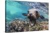 California sea lion (Zalophus californianus), underwater at Los Islotes, Baja California Sur-Michael Nolan-Stretched Canvas