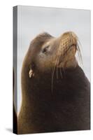 California Sea Lion-Ken Archer-Stretched Canvas