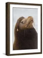 California Sea Lion-Ken Archer-Framed Photographic Print