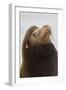 California Sea Lion-Ken Archer-Framed Photographic Print