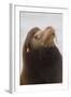 California Sea Lion-Ken Archer-Framed Photographic Print