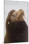 California Sea Lion-Ken Archer-Mounted Photographic Print