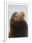 California Sea Lion-Ken Archer-Framed Photographic Print