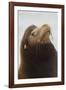 California Sea Lion-Ken Archer-Framed Photographic Print