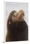 California Sea Lion-Ken Archer-Framed Photographic Print