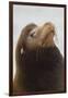 California Sea Lion-Ken Archer-Framed Photographic Print