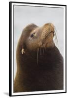 California Sea Lion-Ken Archer-Framed Premium Photographic Print
