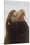 California Sea Lion-Ken Archer-Mounted Premium Photographic Print