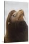 California Sea Lion-Ken Archer-Stretched Canvas