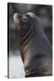 California Sea Lion-Ken Archer-Stretched Canvas