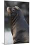 California Sea Lion-Ken Archer-Mounted Premium Photographic Print