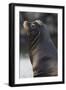 California Sea Lion-Ken Archer-Framed Photographic Print