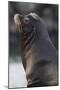 California Sea Lion-Ken Archer-Mounted Photographic Print