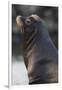 California Sea Lion-Ken Archer-Framed Photographic Print