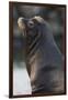 California Sea Lion-Ken Archer-Framed Photographic Print